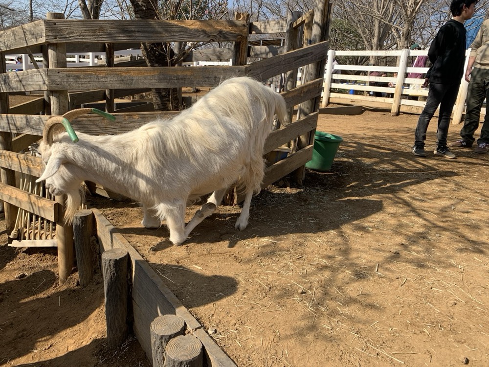 A goat in the petting area's pen, one of several animals kids can feed and touch