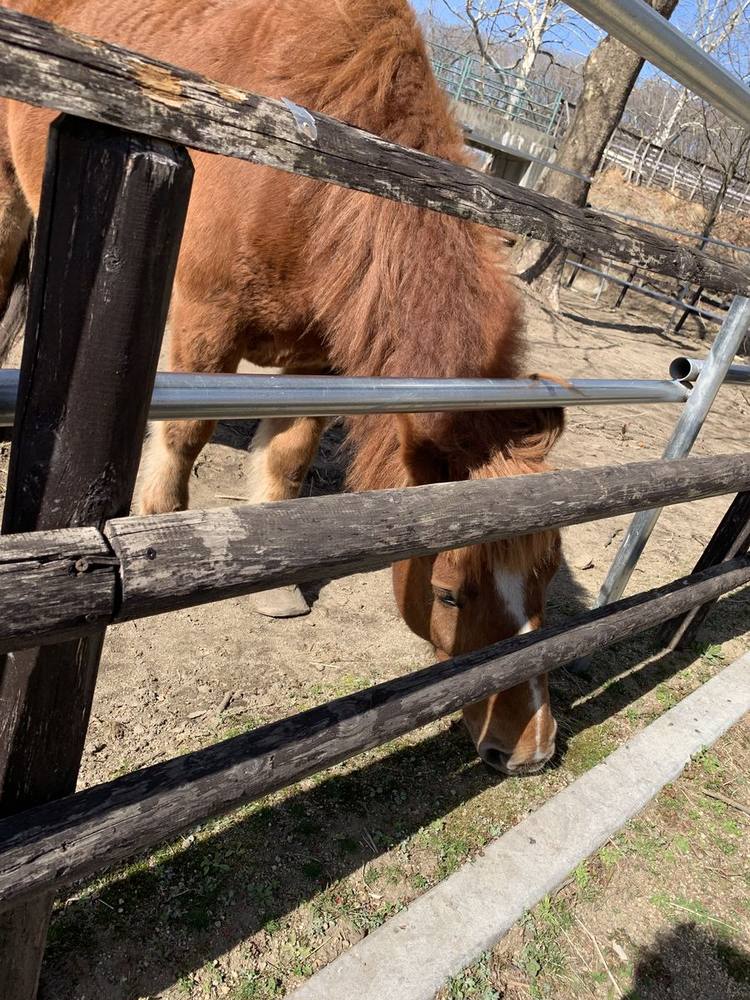 A pony at the fence in the farm area