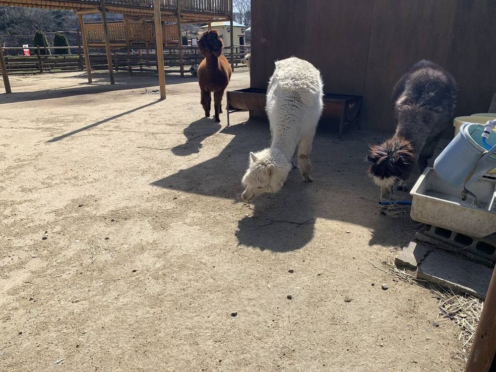 Alpacas in their enclosure at the farm